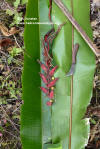 Heliconia lozanoi